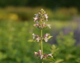 Šanta velkokvětá 'Dawn to Dusk'
