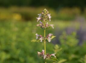 Šanta velkokvětá 'Dawn to Dusk' - Nepeta grandiflora 'Dawn to Dusk'