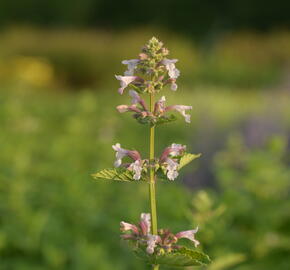 Šanta 'Dawn to Dusk' - Nepeta grandiflora 'Dawn to Dusk'