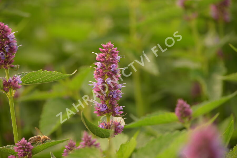Agastache 'Beelicious Purple' - Agastache hybrida 'Beelicious Purple'