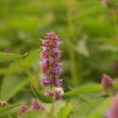 Agastache 'Beelicious Purple' - Agastache hybrida 'Beelicious Purple'