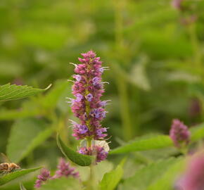 Agastache 'Beelicious Purple' - Agastache hybrida 'Beelicious Purple'