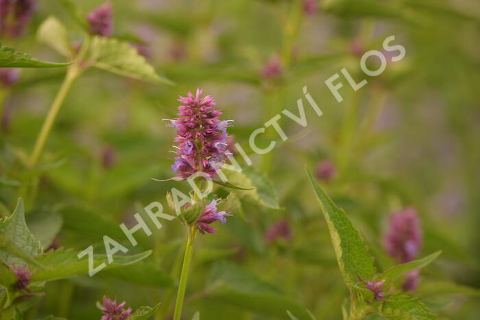 Agastache 'Beelicious Purple' - Agastache hybrida 'Beelicious Purple'