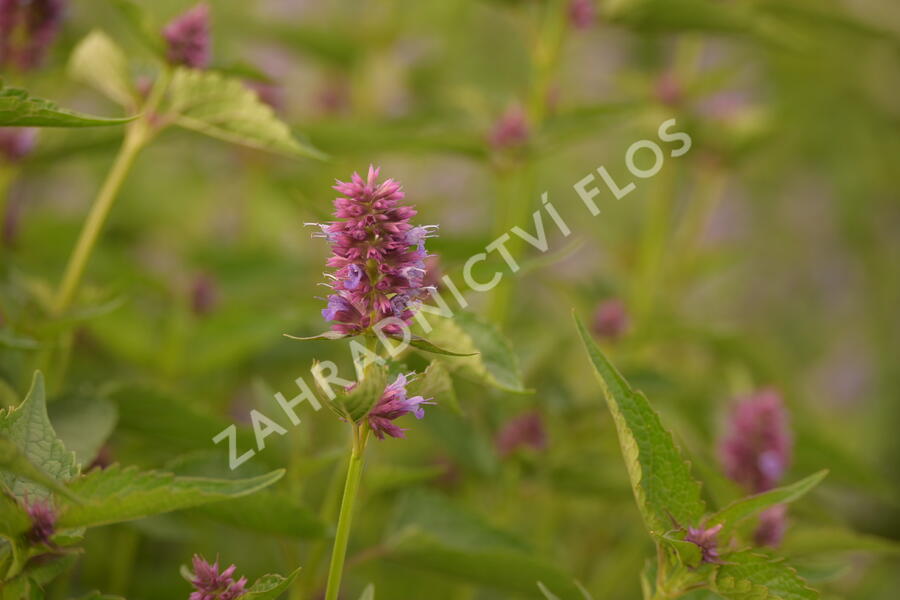 Agastache 'Beelicious Purple' - Agastache hybrida 'Beelicious Purple'