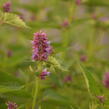 Agastache 'Beelicious Purple' - Agastache hybrida 'Beelicious Purple'