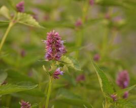 Agastache 'Beelicious Purple'