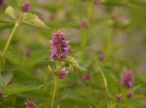 Agastache 'Beelicious Purple' - Agastache hybrida 'Beelicious Purple'