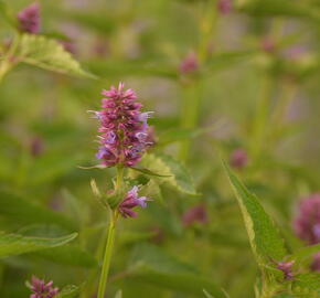 Agastache 'Beelicious Purple' - Agastache hybrida 'Beelicious Purple'