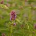agastache-beelicious-purple.jpg