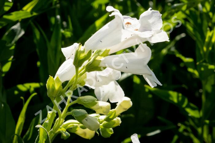 Dračík 'White Bedder' - Penstemon x mexicali 'White Bedder'