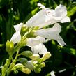 Dračík 'White Bedder' - Penstemon x mexicali 'White Bedder'