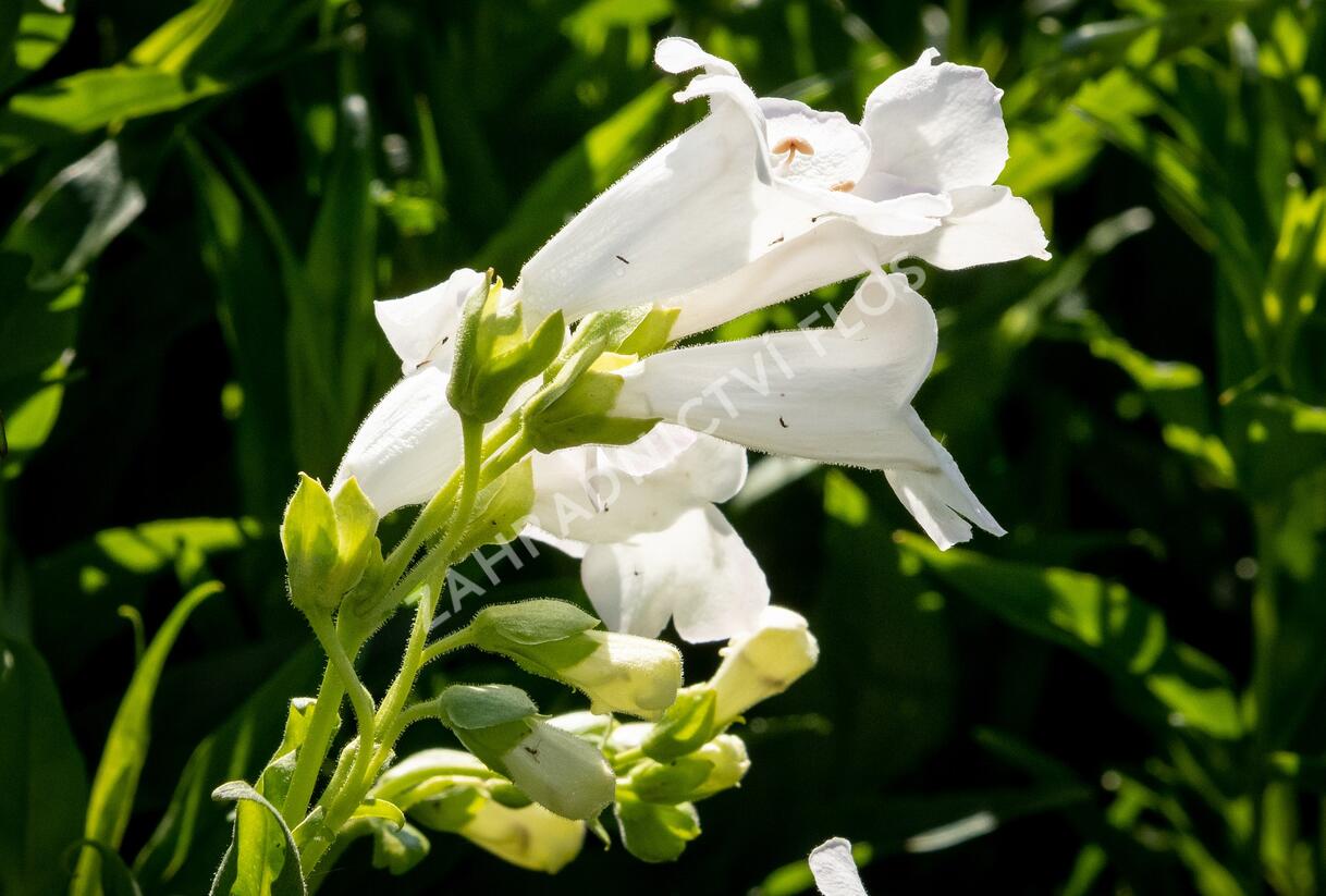 Dračík 'White Bedder' - Penstemon x mexicali 'White Bedder'