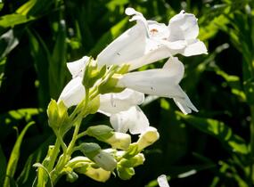 Dračík 'White Bedder' - Penstemon x mexicali 'White Bedder'