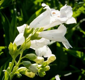 Dračík 'White Bedder' - Penstemon x mexicali 'White Bedder'