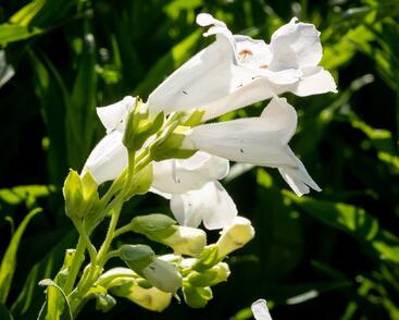 Dračík 'White Bedder'