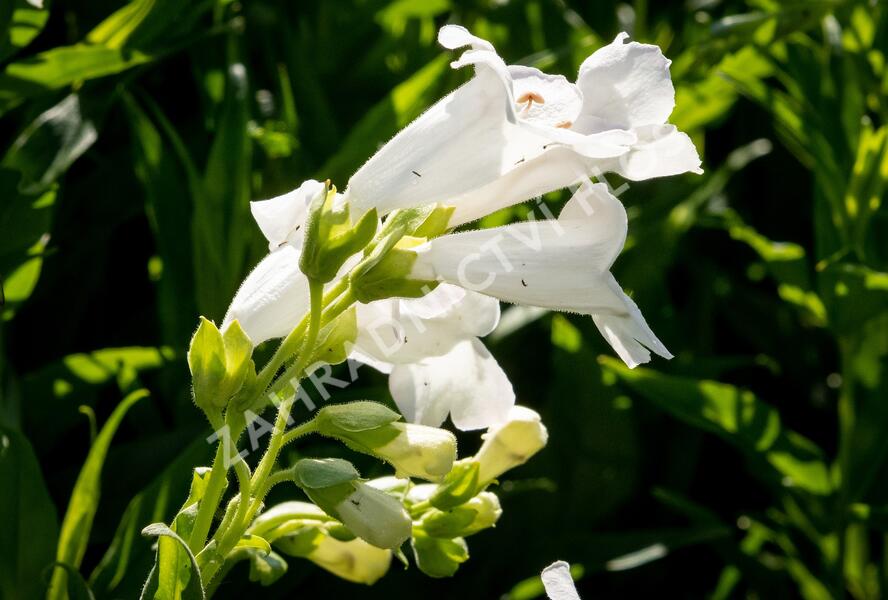 Dračík 'White Bedder' - Penstemon x mexicali 'White Bedder'