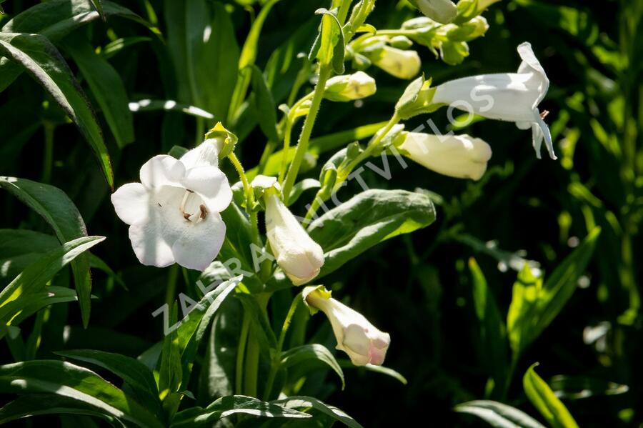 Dračík 'White Bedder' - Penstemon x mexicali 'White Bedder'