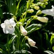 Dračík 'White Bedder' - Penstemon x mexicali 'White Bedder'