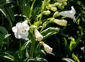 Dračík 'White Bedder' - Penstemon x mexicali 'White Bedder'