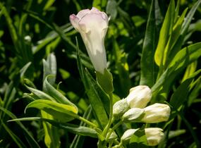 Dračík 'White Bedder' - Penstemon x mexicali 'White Bedder'