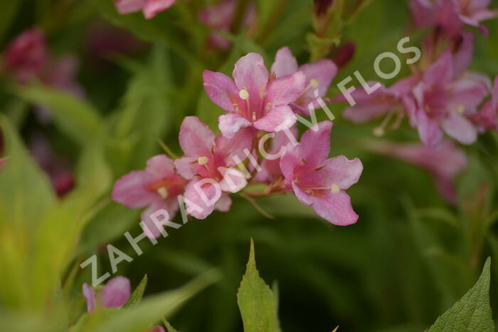 Vajgélie zkřížená 'Picobella Rosa' - Weigela hybrida 'Picobella Rosa'