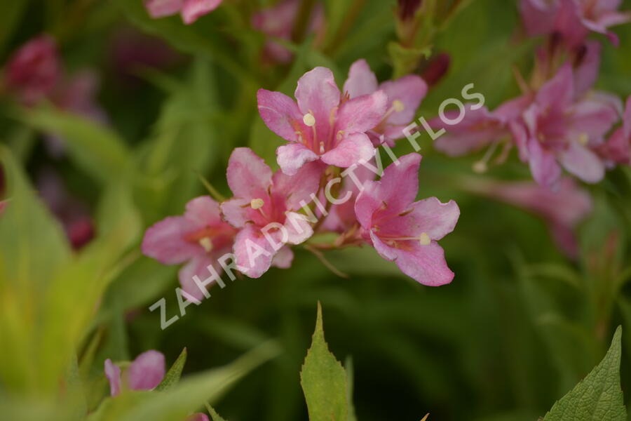 Vajgélie zkřížená 'Picobella Rosa' - Weigela hybrida 'Picobella Rosa'
