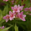 Vajgélie zkřížená 'Picobella Rosa' - Weigela hybrida 'Picobella Rosa'