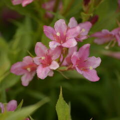 Vajgélie zkřížená 'Picobella Rosa' - Weigela hybrida 'Picobella Rosa'