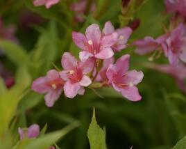 Vajgélie zkřížená 'Picobella Rosa'