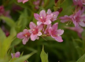 Vajgélie zkřížená 'Picobella Rosa' - Weigela hybrida 'Picobella Rosa'