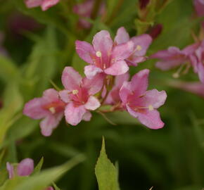 Vajgélie zkřížená 'Picobella Rosa' - Weigela hybrida 'Picobella Rosa'