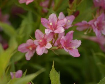 Vajgélie zkřížená 'Picobella Rosa'