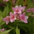 vajgelie-zkrizena-picobella-rosa.jpg