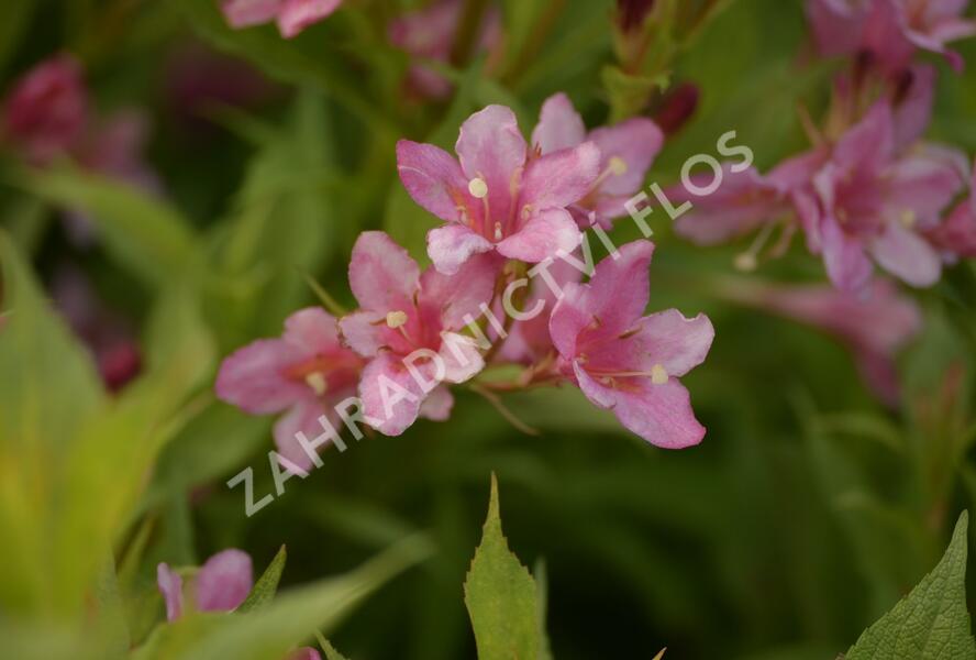 Vajgélie zkřížená 'Picobella Rosa' - Weigela hybrida 'Picobella Rosa'