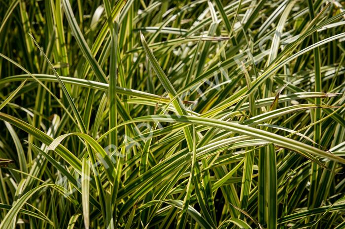 Ostřice japonská 'Vanilla Ice' - Carex morrowii 'Vanilla Ice'