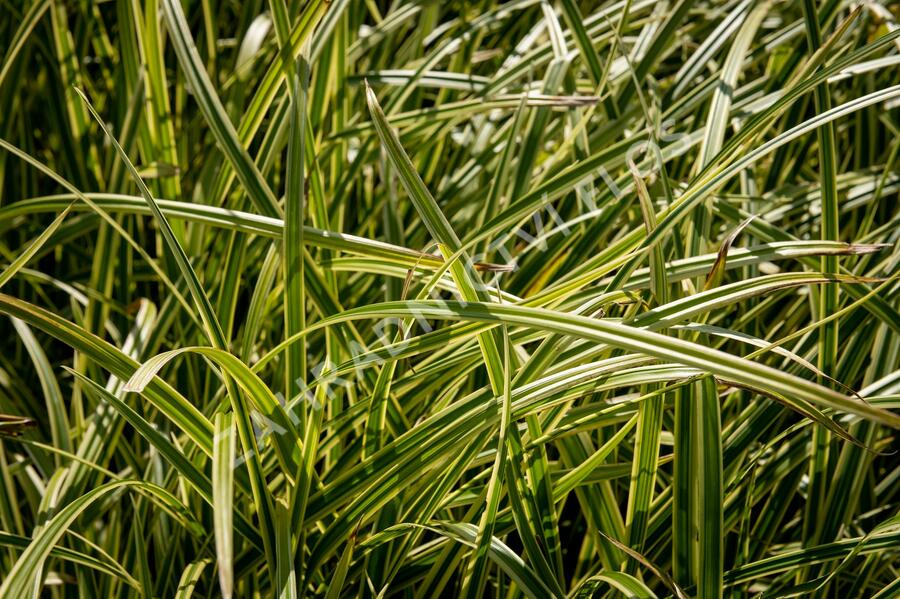 Ostřice japonská 'Vanilla Ice' - Carex morrowii 'Vanilla Ice'