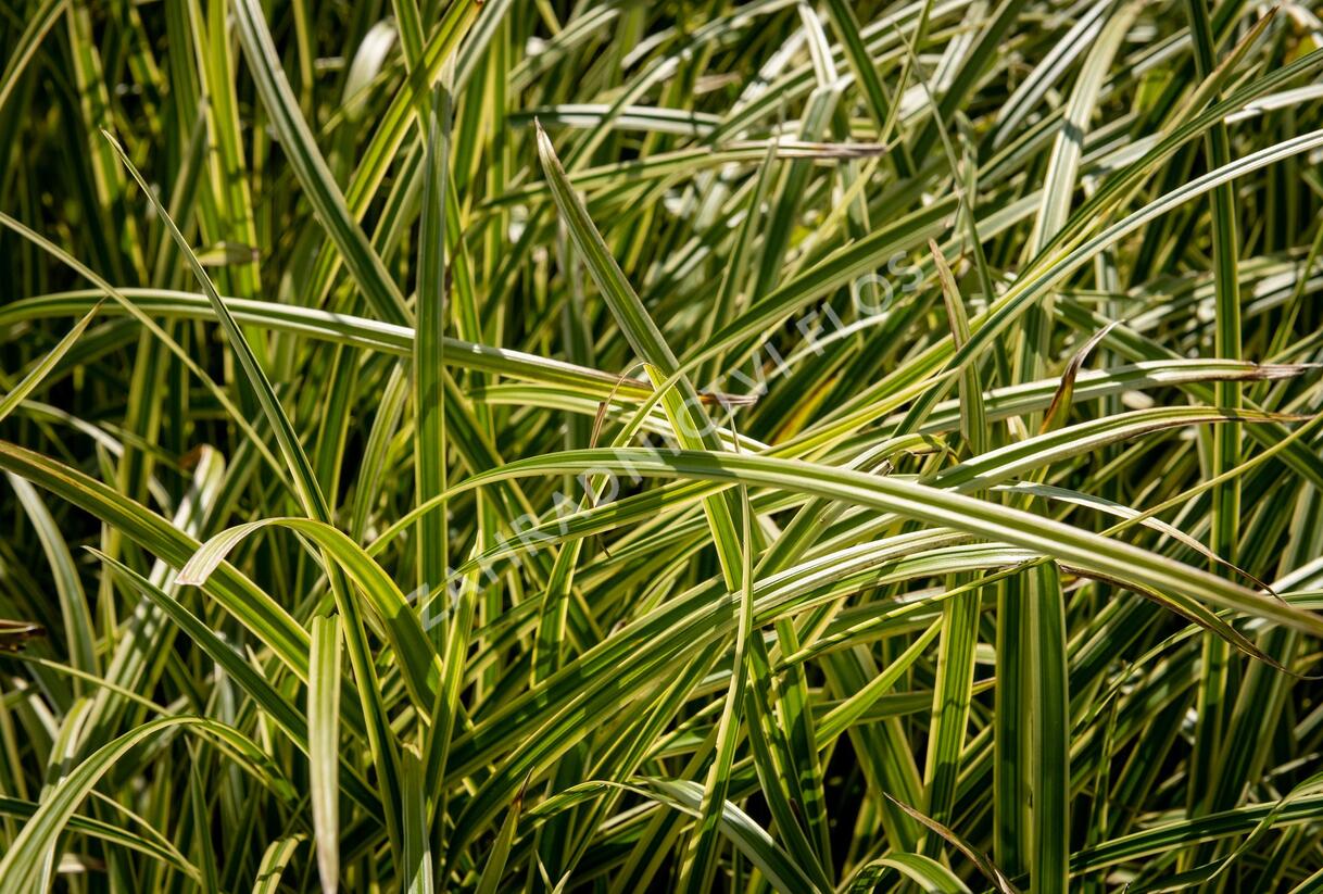 Ostřice japonská 'Vanilla Ice' - Carex morrowii 'Vanilla Ice'