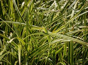 Ostřice japonská 'Vanilla Ice' - Carex morrowii 'Vanilla Ice'