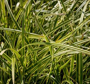 Ostřice japonská 'Vanilla Ice' - Carex morrowii 'Vanilla Ice'