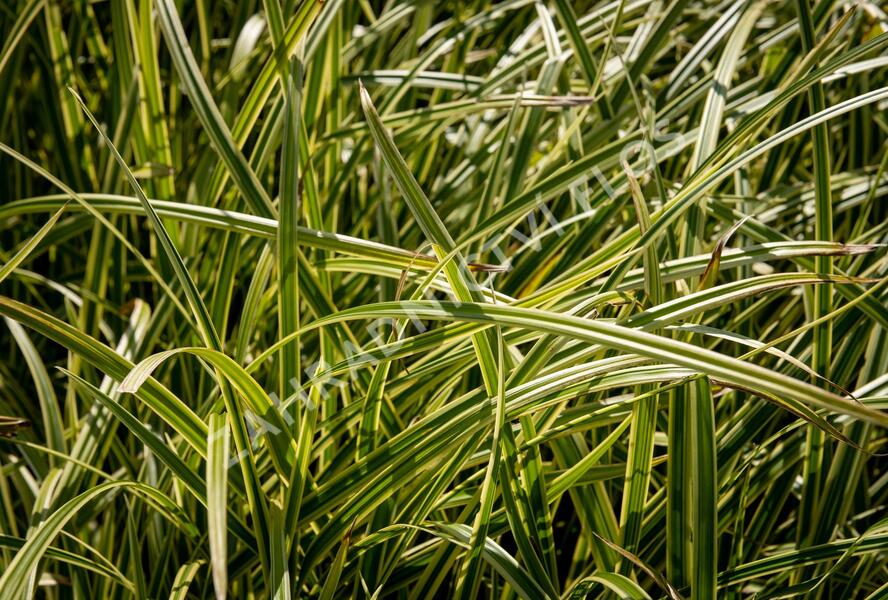 Ostřice japonská 'Vanilla Ice' - Carex morrowii 'Vanilla Ice'