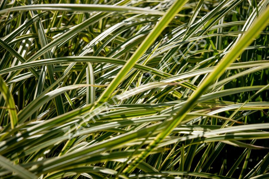 Ostřice japonská 'Vanilla Ice' - Carex morrowii 'Vanilla Ice'