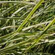 Ostřice japonská 'Vanilia Ice' - Carex morrowii 'Vanilia Ice'
