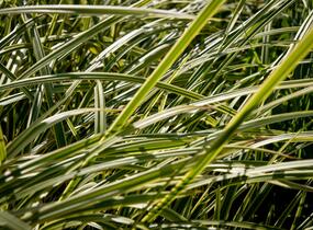 Ostřice japonská 'Vanilla Ice' - Carex morrowii 'Vanilla Ice'