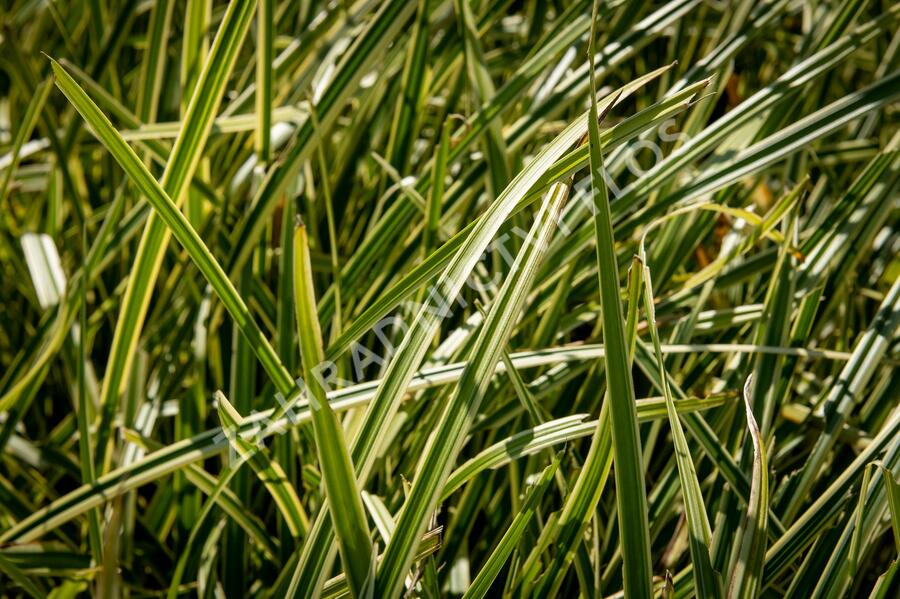 Ostřice japonská 'Vanilla Ice' - Carex morrowii 'Vanilla Ice'