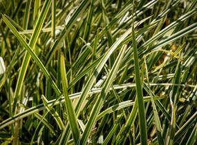Ostřice japonská 'Vanilla Ice' - Carex morrowii 'Vanilla Ice'
