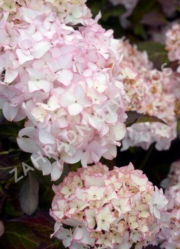Hortenzie velkolistá Dolce 'France' - Hydrangea macrophylla Dolce 'France'
