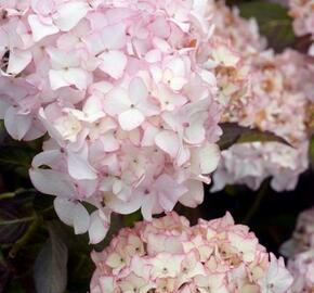 Hortenzie velkolistá Dolce 'France' - Hydrangea macrophylla Dolce 'France'