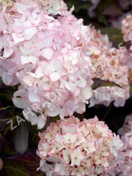 Hortenzie velkolistá Dolce 'France' - Hydrangea macrophylla Dolce 'France'