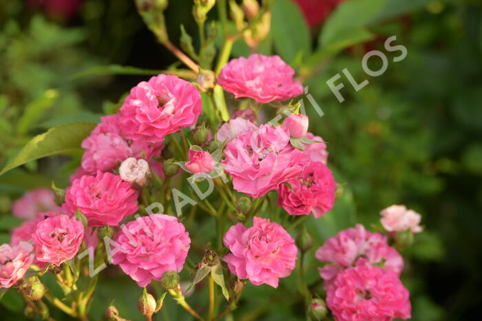 Růže mini 'Degenhardt' - Rosa MI 'Degenhardt'