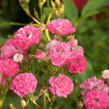 Růže mini 'Degenhardt' - Rosa MI 'Degenhardt'